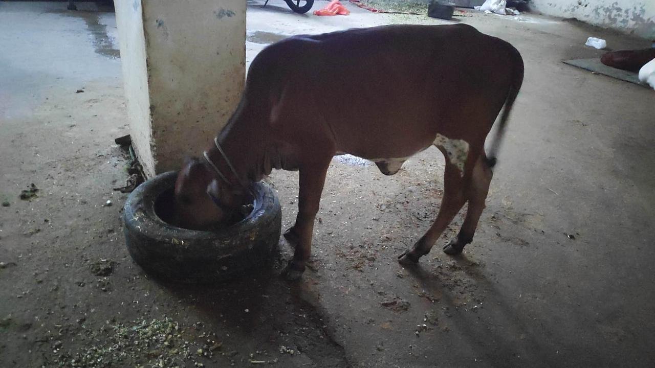 Cows sheltered at Gaur Gaushala