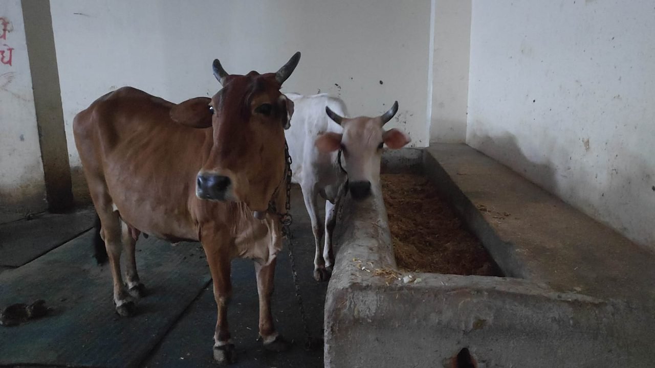 A cow drinking water at Gaur Gaushala